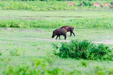 Image showing boar in the wild