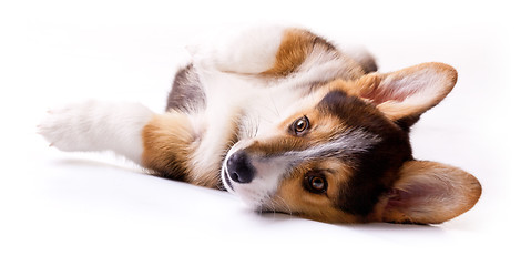 Image showing dog breed Welsh Corgi, Pembroke