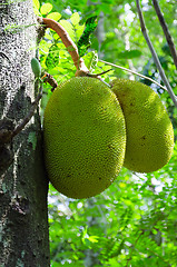 Image showing Breadfruit (Artocarpus altilis)