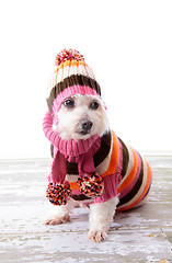 Image showing Adorable dog wearing winter sweater