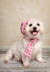 Image showing Trendy pooch