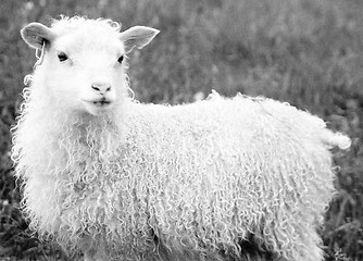 Image showing Sheep