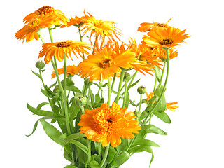 Image showing marigold