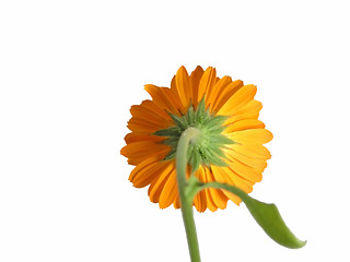 Image showing marigold