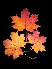 Image showing Autumn leaves