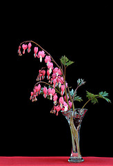 Image showing Bleeding Heart in vase with a black background and copy space.