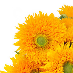 Image showing Sunflower Beauty