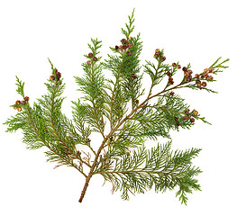 Image showing Cedar Leaves