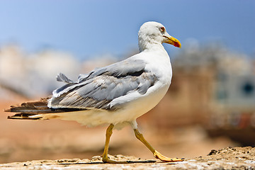 Image showing seagull