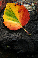 Image showing autumnleaf