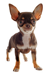 Image showing puppy chihuahua