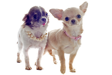 Image showing puppies chihuahua