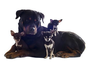 Image showing rottweiler and three chihuahuas