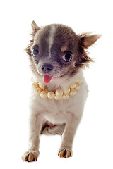 Image showing puppy chihuahua and pearl collar