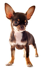 Image showing puppy chihuahua