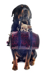 Image showing rottweiler and puppy chihuahua in a bag