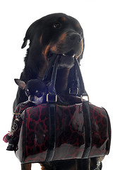 Image showing rottweiler and puppy chihuahua