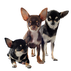 Image showing three chihuahuas