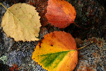Image showing colorful leafs