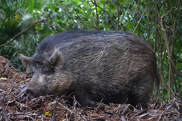 Image showing Wild boar in woods