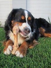 Image showing Bernese Mountain Dog Chewing Bone