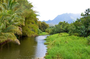 Image showing Tranquil stream in lush rainforest