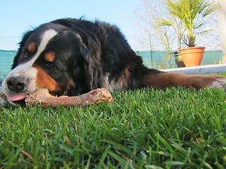 Image showing Bernese Mountain Dog Chewing Bone