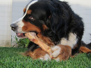 Image showing Bernese Mountain Dog Chewing Bone