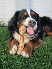 Image showing Bernese Mountain Dog Chewing Bone