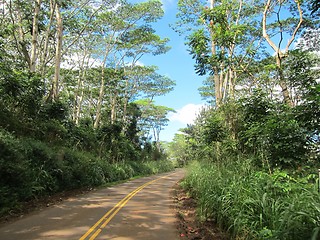 Image showing Tarred road through lush woodland