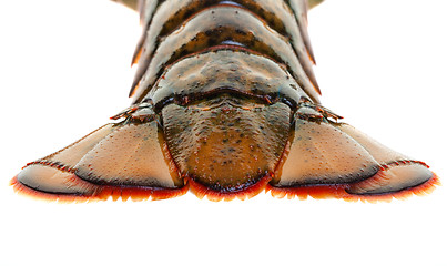 Image showing Lobster tail