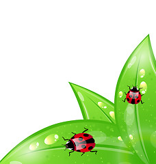 Image showing Ecology background with ladybugs on leaves