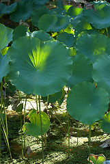 Image showing Round green plant in the swamp