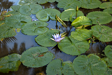 Image showing Victoria Regia - the largest waterlily in the world