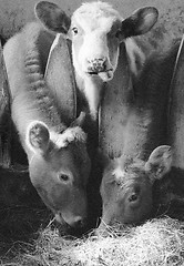 Image showing Cow sticking out tongue