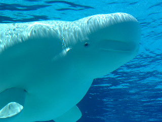 Image showing Beluga Whale
