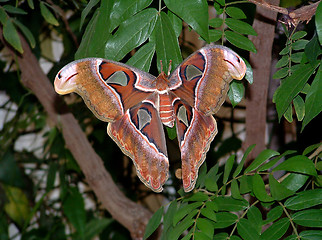Image showing Brown Butterfly
