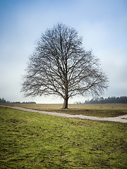 Image showing dreaming tree