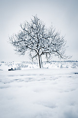 Image showing winter tree