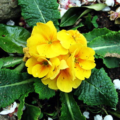 Image showing Yellow in green flowers