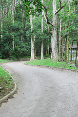 Image showing car road in forest