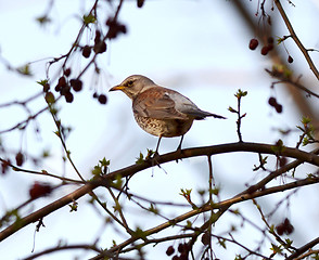 Image showing song thrush