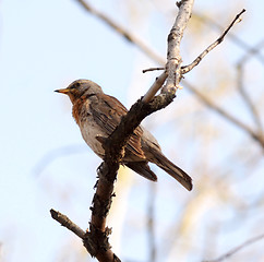 Image showing song thrush