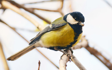 Image showing great tit