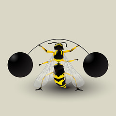 Image showing Loosing weight bee