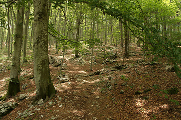 Image showing Forest