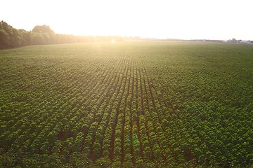 Image showing Agriculture