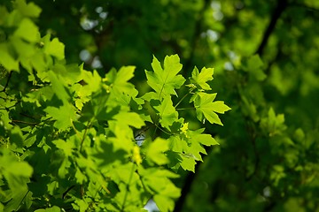 Image showing Leaves