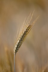 Image showing Wheat