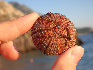 Image showing Round sea shell